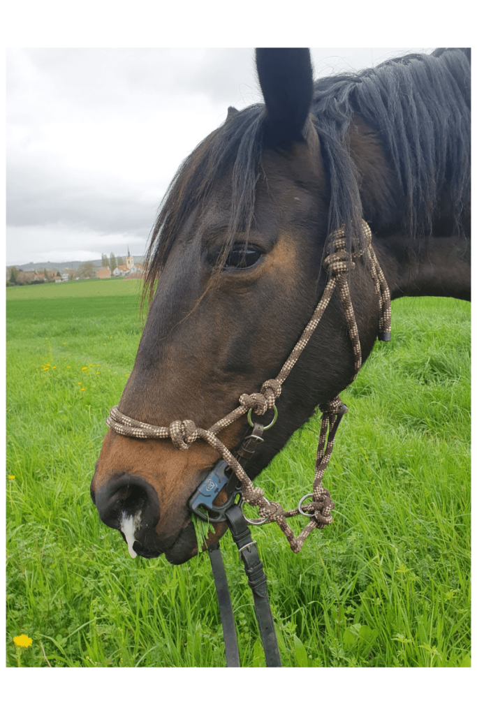 Equines Asthma Pferd