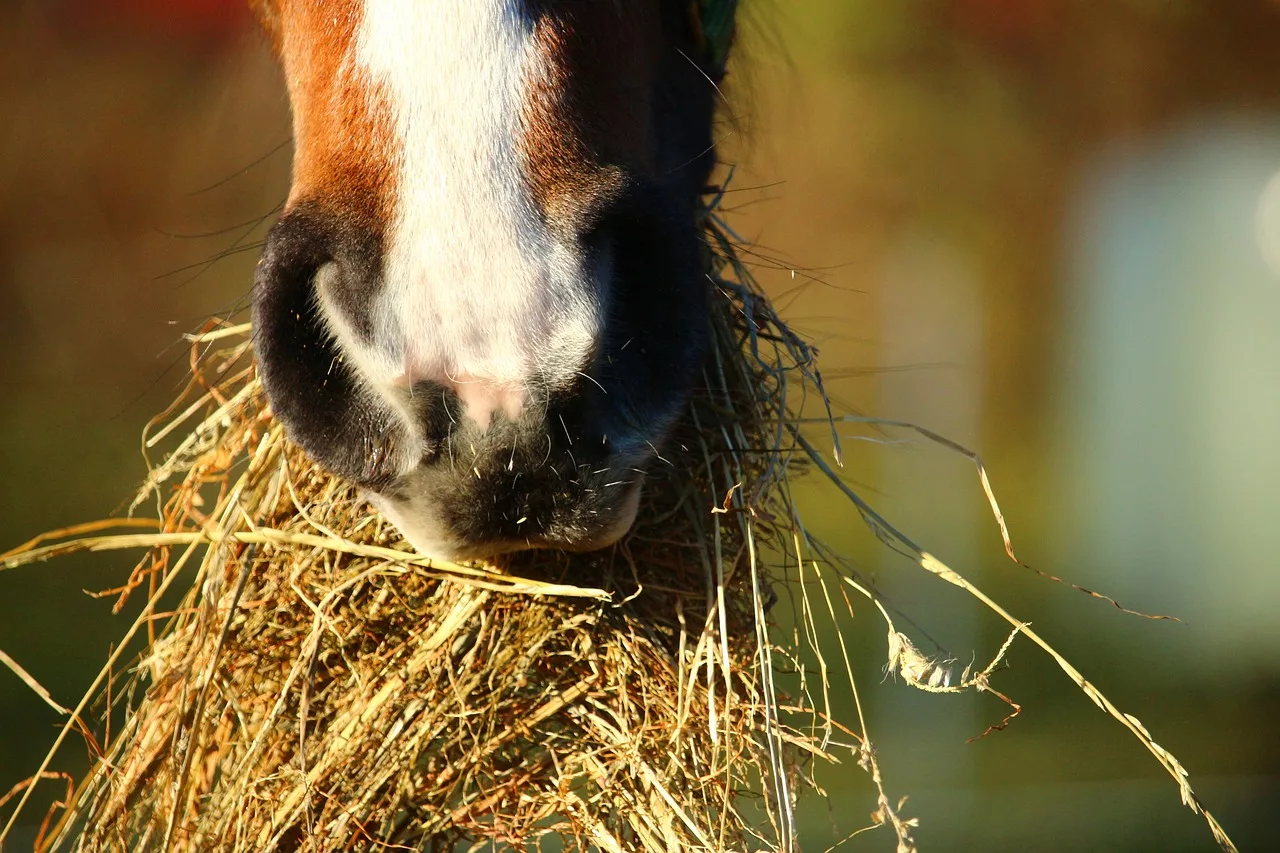 Pferd mit equinem Asthma frisst Heu