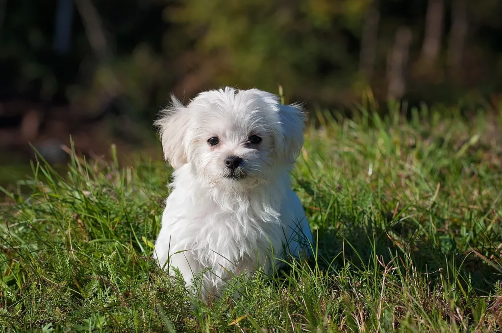 Grasmilben beim Hund Titelbild