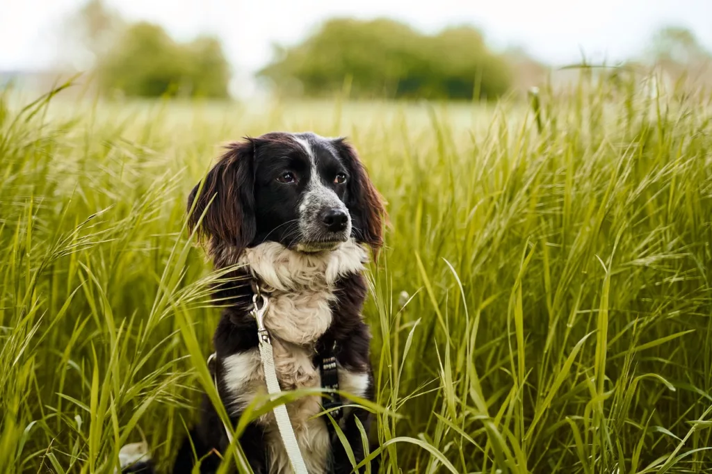 Grasmilben beim Hund durch Sitzen in Wiesen