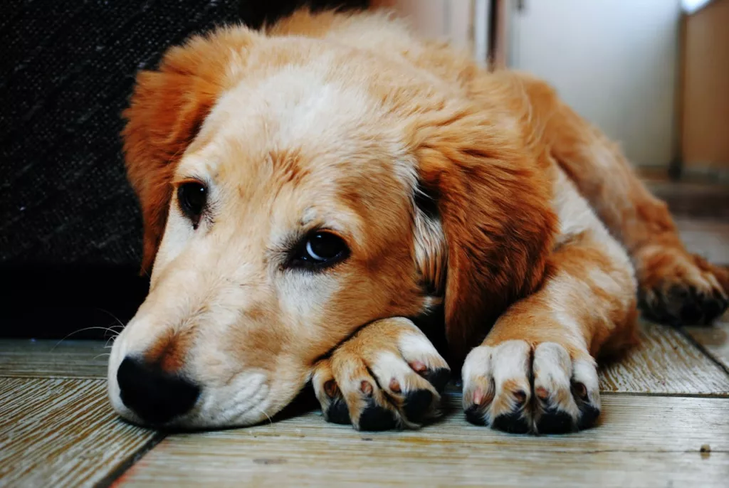 Hautkrankheiten bei Hunden