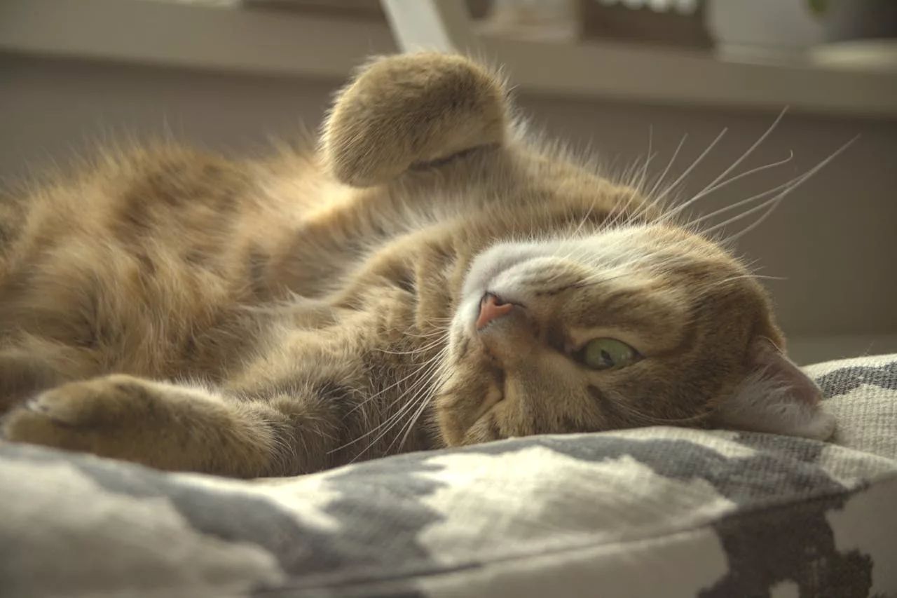 liegende Katze mit Katzenkrankheiten im Fell