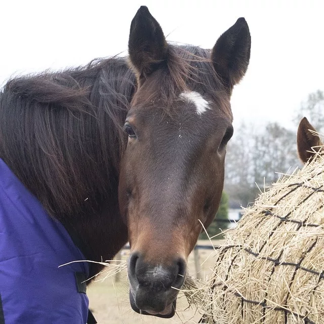 Pferd frisst Heu bei equinem Asthma