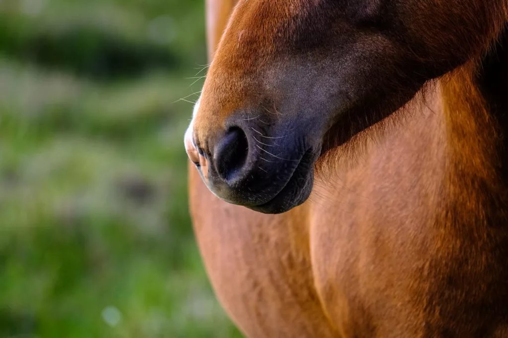 Nüstern bei equinem Asthma