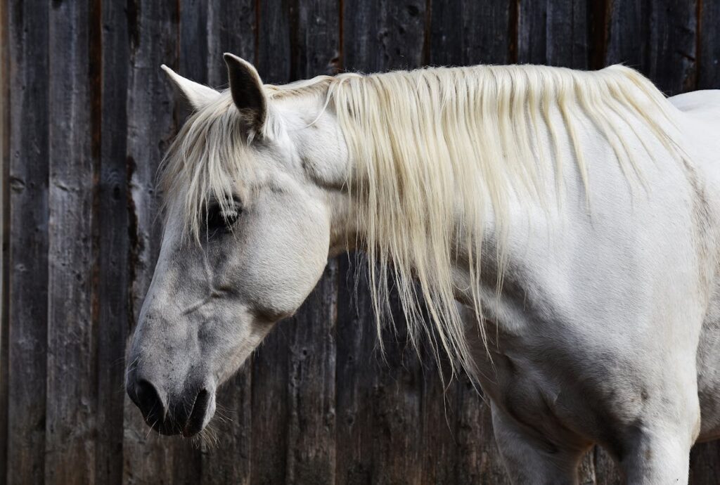 Titelbild Equines Asthma beim Pferd