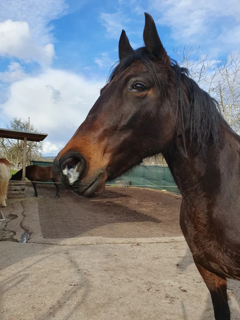 Pferd nach dem Inhalieren mit selbstgebautem Inhalator