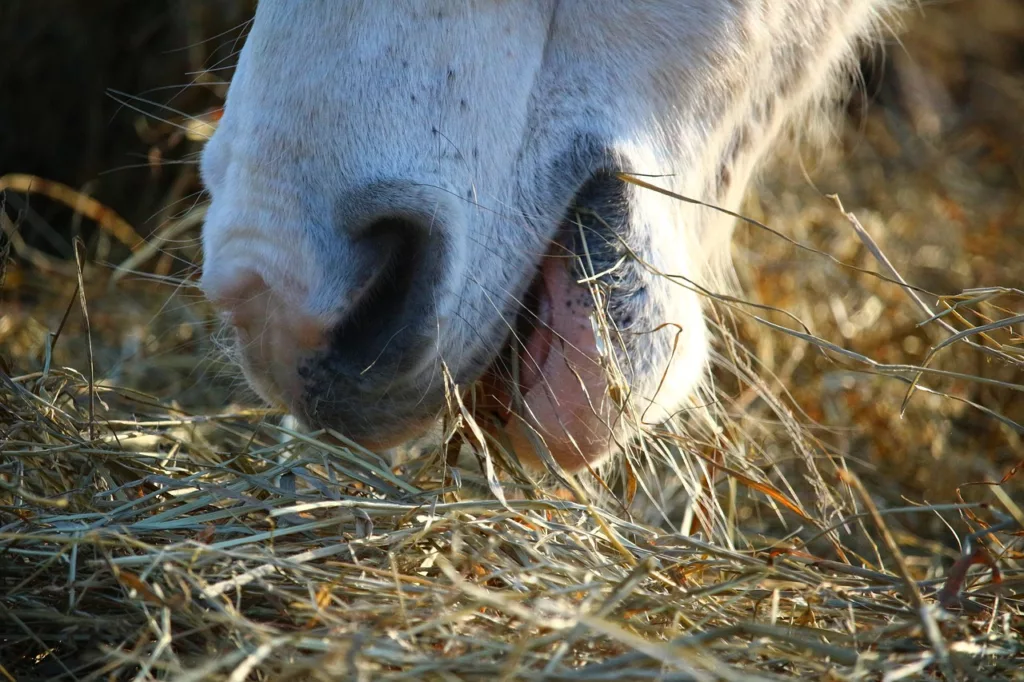 Pferd friss Heu aus Heubedampfer